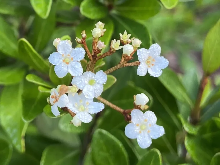 Viburnum obovatum 'Raulston Hardy' Brookgreen